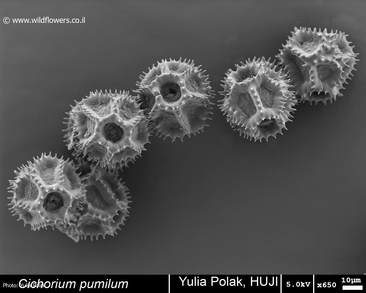 Cichorium  pumilum